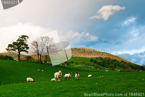 Image of On the pasture