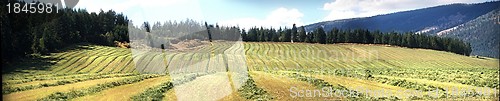 Image of Hay Field Panorama