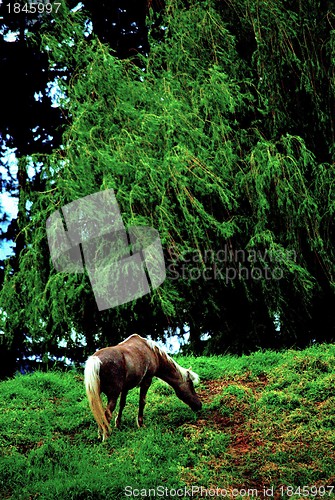 Image of Windy Day Horse