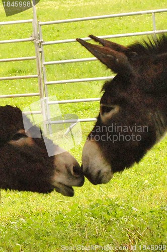 Image of Kissing Donkeys