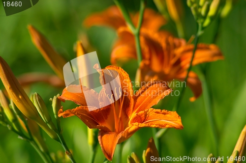 Image of Lily