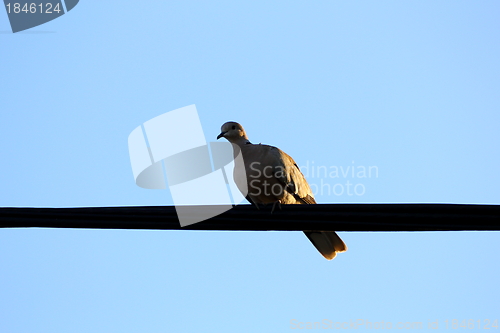 Image of turtledove silhouette