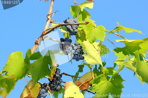 Image of vineyard with grapes