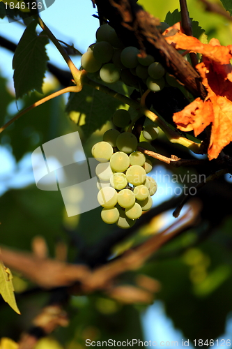 Image of white grapes