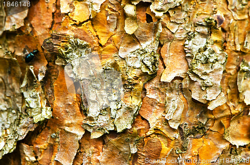 Image of Background of pine tree trunk bark surface texture 