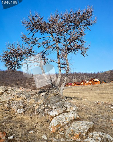 Image of Lonely tree