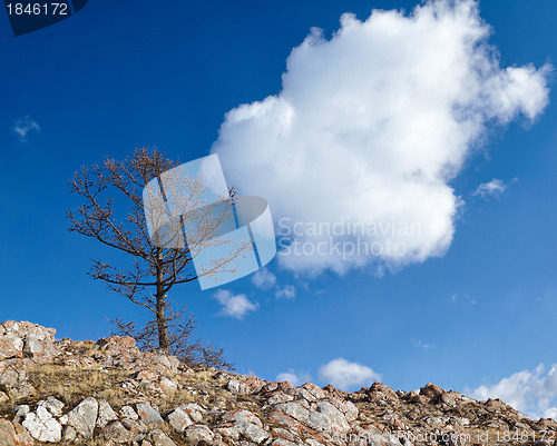 Image of Lonely tree