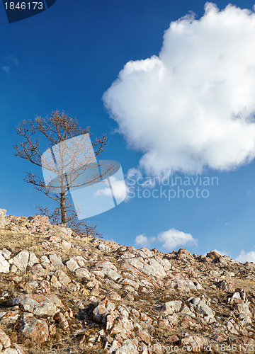 Image of Lonely tree