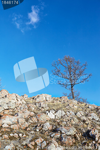 Image of Lonely tree