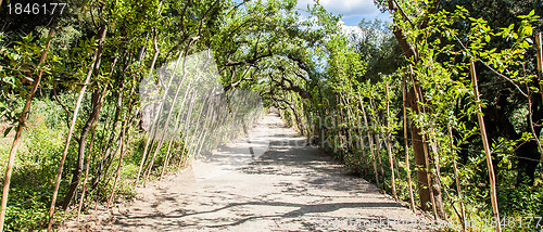 Image of Boboli Gardens