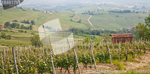 Image of Tuscany vineyard