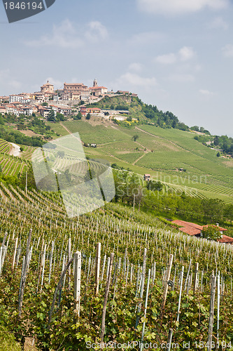 Image of Tuscany vineyard