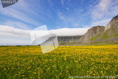 Image of Flowering fields