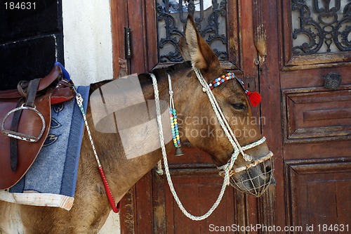 Image of Greek donkey