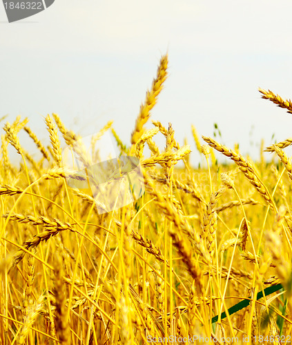 Image of wheat field