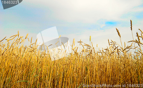 Image of wheat field