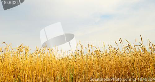 Image of wheat field