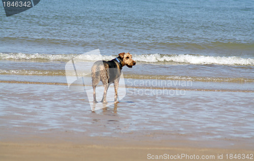 Image of dog on the beach