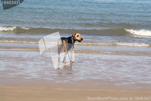 Image of dog on the beach