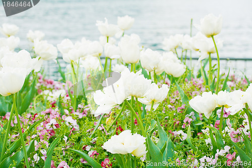 Image of close up view of flower in the garden. 