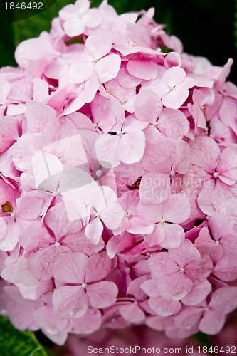 Image of pink hydrangea