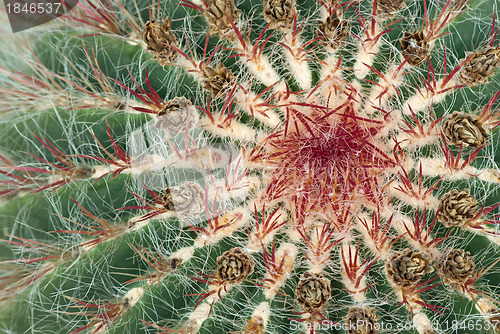 Image of Close-up of cactus with purple spines