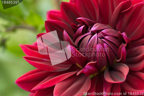 Image of Blooming red dahlia