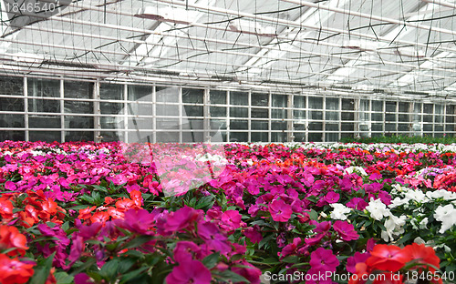 Image of Flowers blooming in a greenhouse