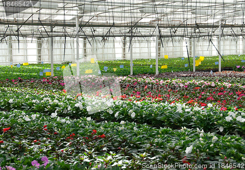 Image of Flower nursery. Greenhouse with cultivated plants.