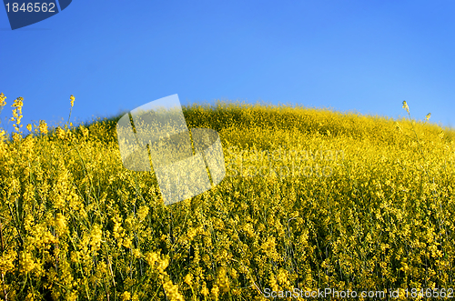 Image of Mustard Grass