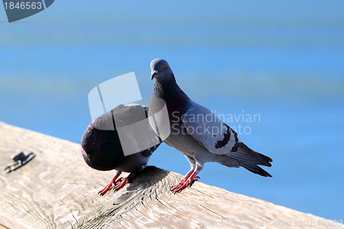 Image of Pigeon