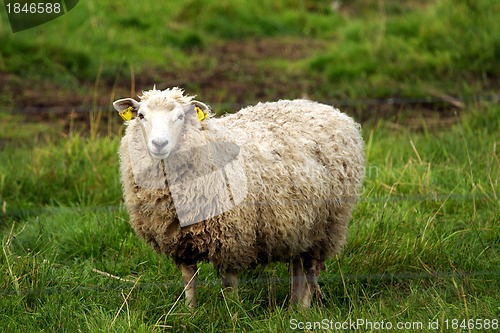 Image of Sheep