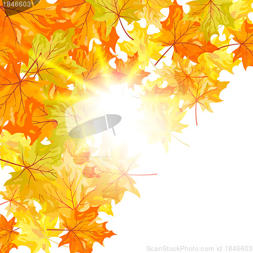 Image of Autumn maple