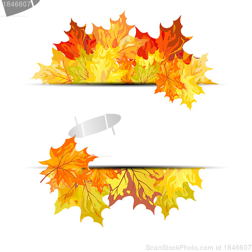 Image of Autumn maple