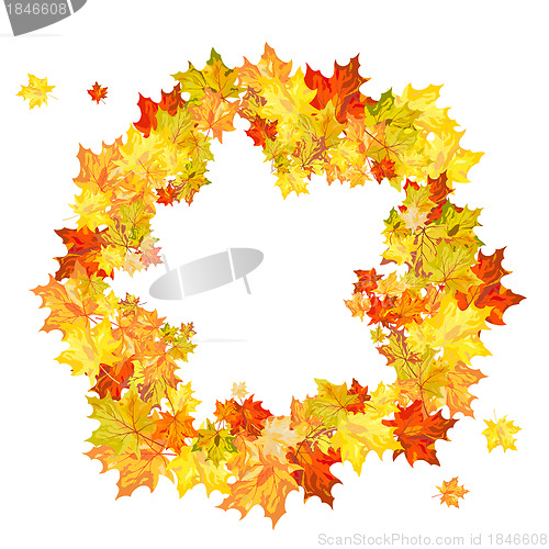 Image of Autumn maple