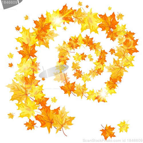 Image of Autumn maple
