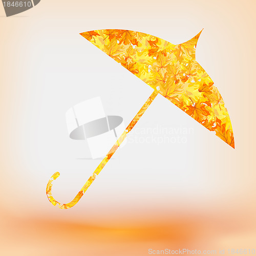 Image of Autumn maple