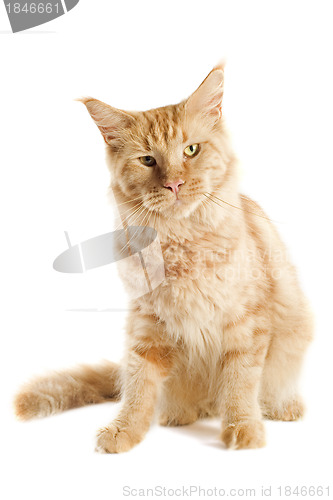 Image of ginger maine coon cat