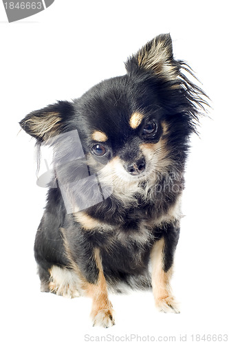Image of chihuahua
