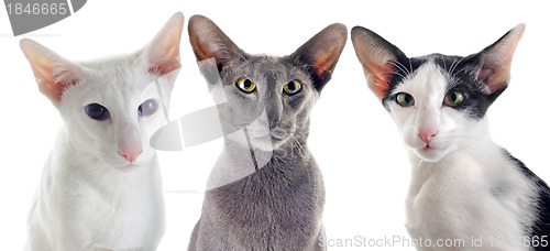 Image of three oriental cats