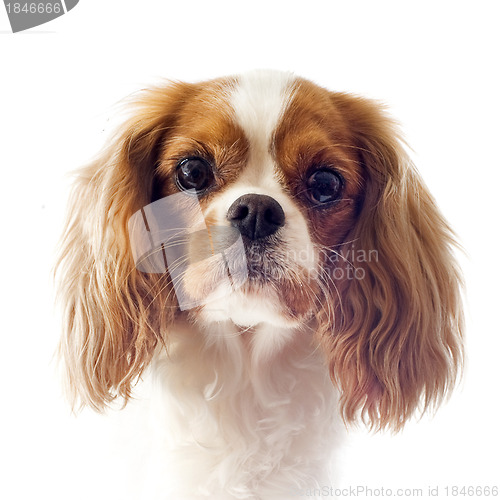 Image of cavalier king charles