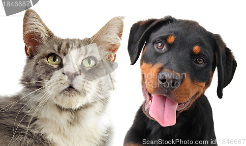 Image of maine coon cat and puppy rottweiler