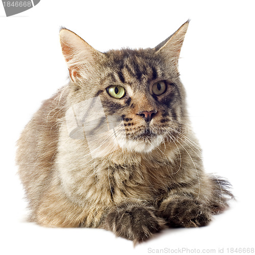 Image of maine coon cat