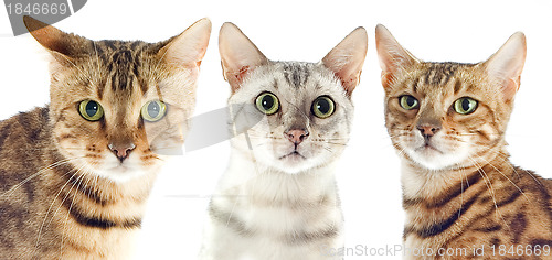 Image of bengal cats