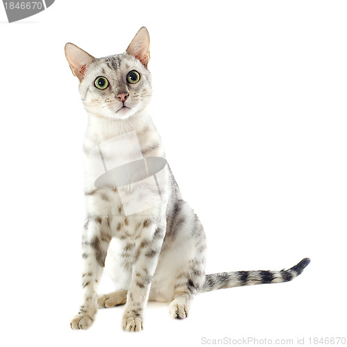 Image of bengal cat
