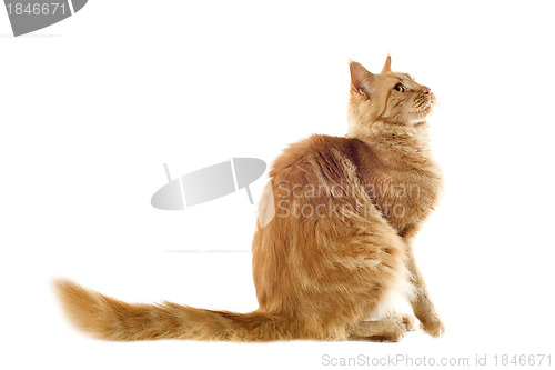 Image of ginger maine coon cat