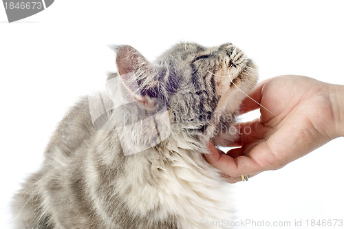 Image of affectionate maine coon cat