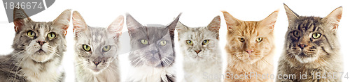 Image of maine coon cats