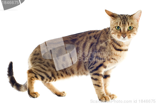 Image of bengal cat