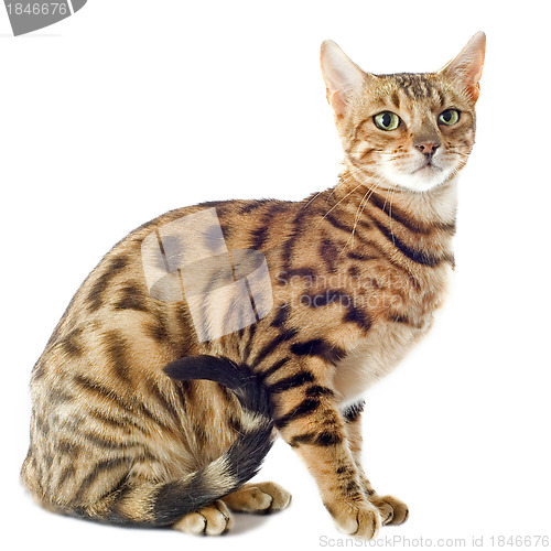 Image of bengal cat